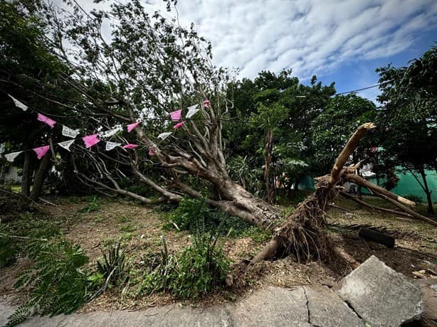 Cae árbol sobre casa en el Infonavit Los Volcanes, en Veracruz | VIDEO