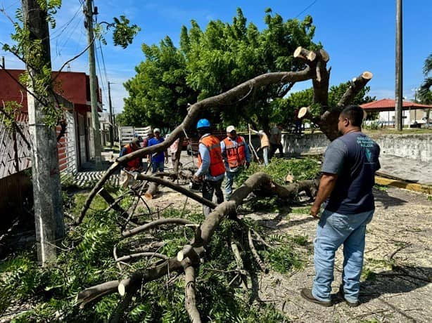 Norte violento derriba árboles en El Coyol, en Veracruz | VIDEO