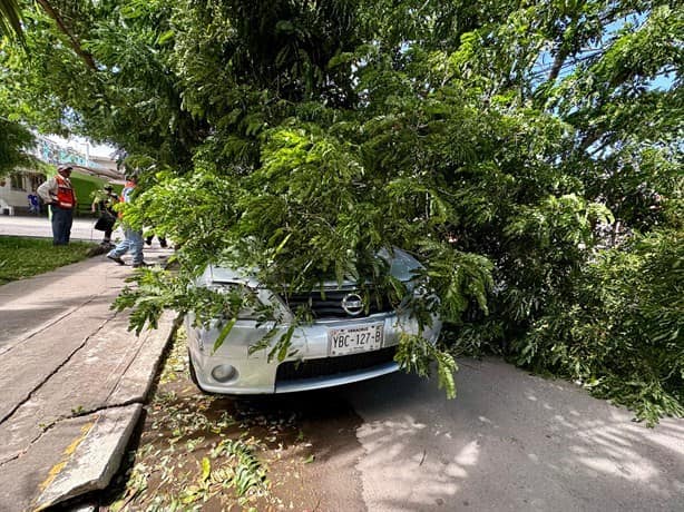 Norte violento derriba árboles en El Coyol, en Veracruz | VIDEO