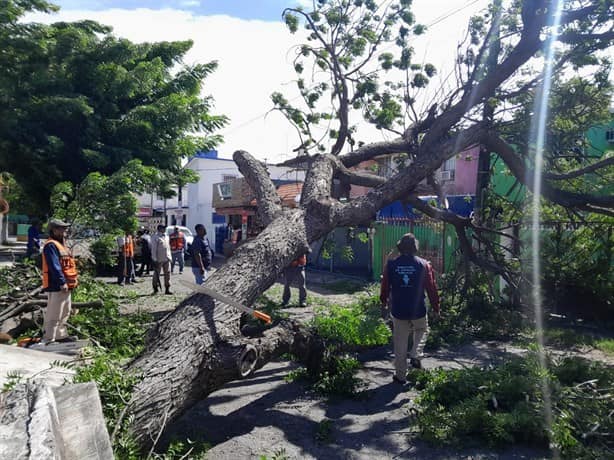 Norte violento derriba árboles y luminarias en Veracruz dañando casa y automóvil