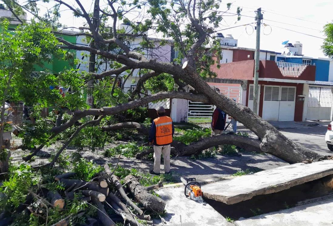 Norte violento derriba árboles y luminarias en Veracruz dañando casa y automóvil