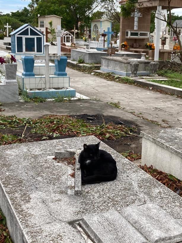 Tumbas en panteón de Veracruz están abandonadas