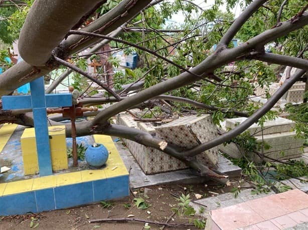 Derriba norte árboles en el panteón Jardín de Veracruz