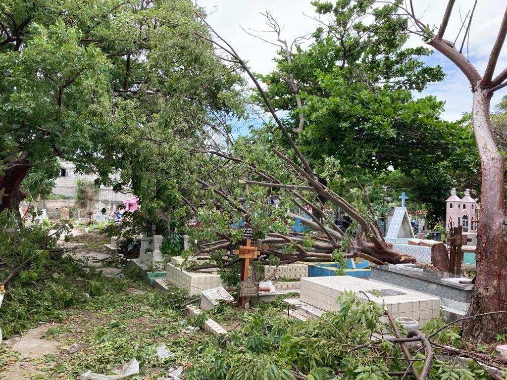 Derriba norte árboles en el panteón Jardín de Veracruz