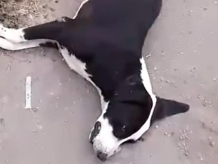 Envenenan perros y gatos en Soledad de Doblado