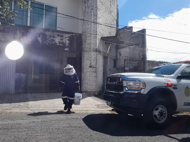 Abejas atacan a mujer en colonia Chapultepec, en Veracruz | VIDEO