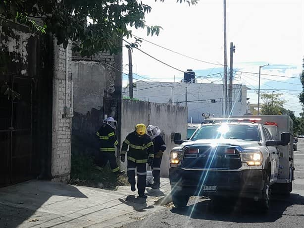 Abejas atacan a mujer en colonia Chapultepec, en Veracruz | VIDEO