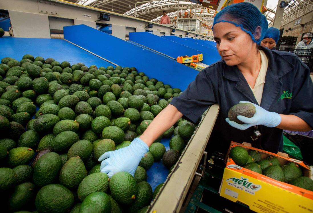 México es líder mundial en producción de alimentos ¿Sabes con qué productos?