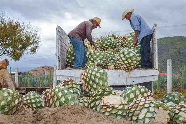 México es líder mundial en producción de alimentos ¿Sabes con qué productos?