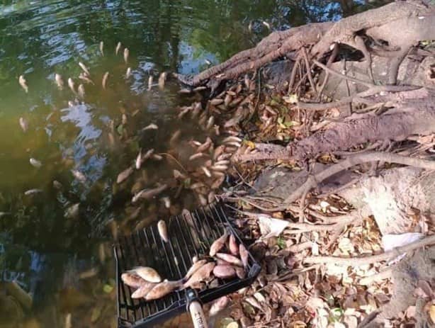 AMLO pide a Semarnat investigar daño ambiental en lagunas La Ilusión y Ensueño, en Veracruz | VIDEO