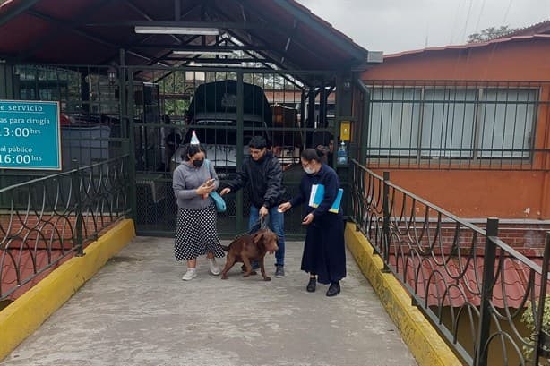 ¿Por qué “arrestaron” al perro Goliat que se hizo viral en Veracruz?