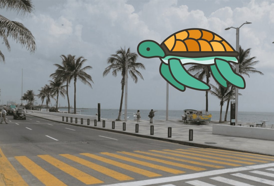 Encuentran tortuga muerta en bulevar de Veracruz
