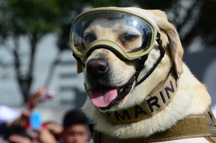 Por su primer aniversario luctuoso habrá un homenaje para Frida la perrita rescatista