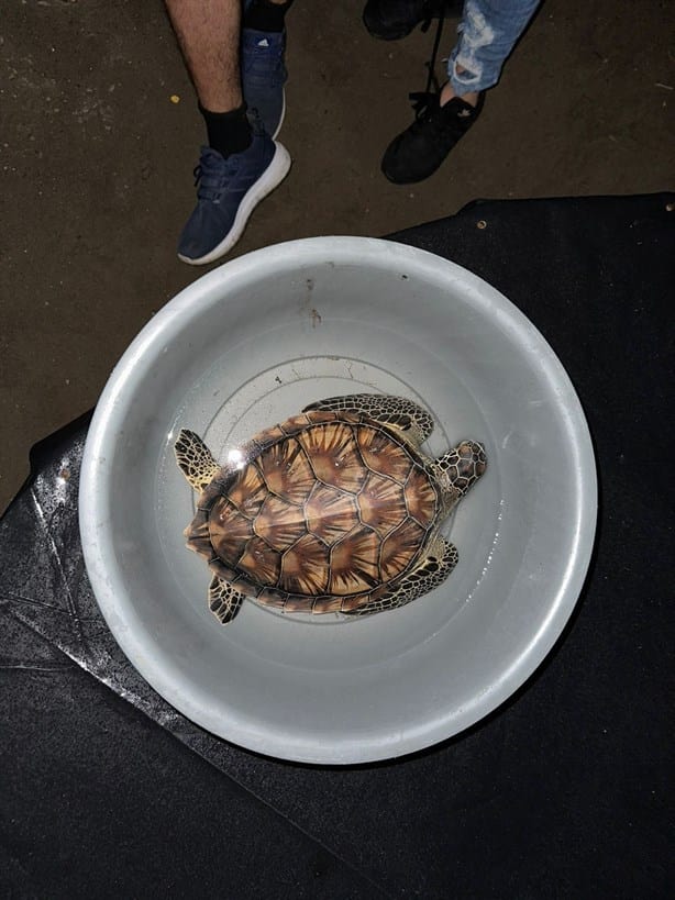 Tortuga rescatada en Antón Lizardo está en área de cuarentena del Aquarium de Veracruz | VIDEO