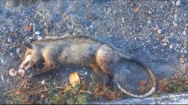 Crías de tlacuache hallado sin vida en colonia de Veracruz serán cuidadas por Earth Mission