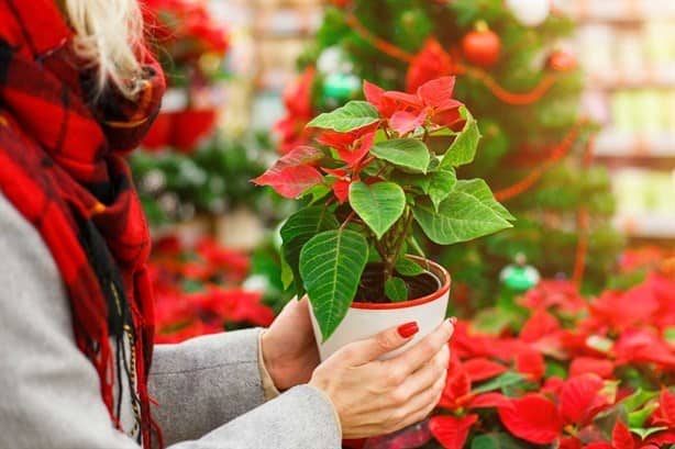 ¿Sabes cuál es la leyenda de la flor de Nochebuena?