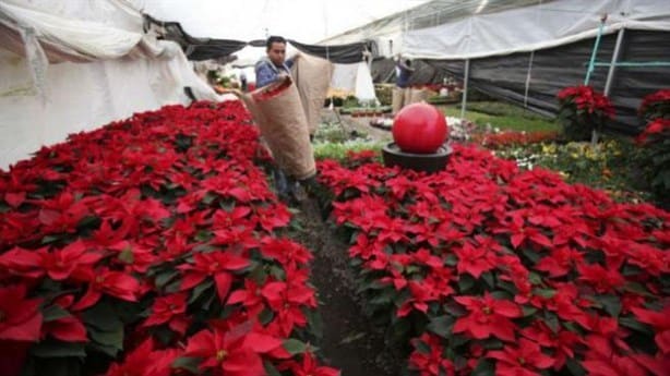 ¿Sabes cuál es la leyenda de la flor de Nochebuena?