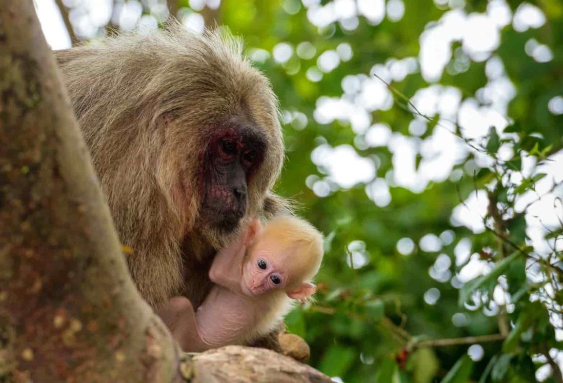 Isla en Veracruz es habitada por monos traídos de Tailandia para investigación