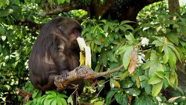 Isla en Veracruz es habitada por monos traídos de Tailandia para investigación