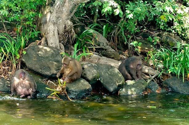 Isla en Veracruz es habitada por monos traídos de Tailandia para investigación