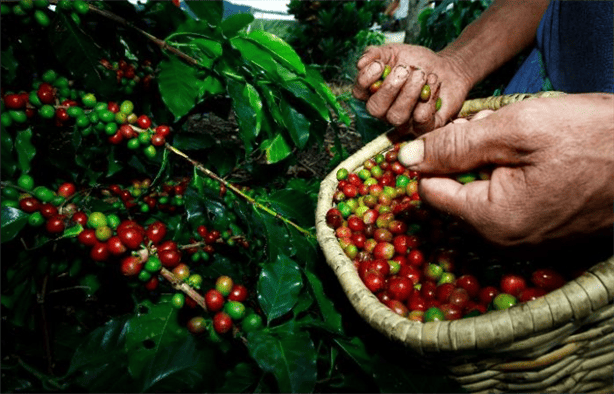 Ruta del Café en Veracruz - Boca del Río: ¿Cuándo y dónde se realiza?