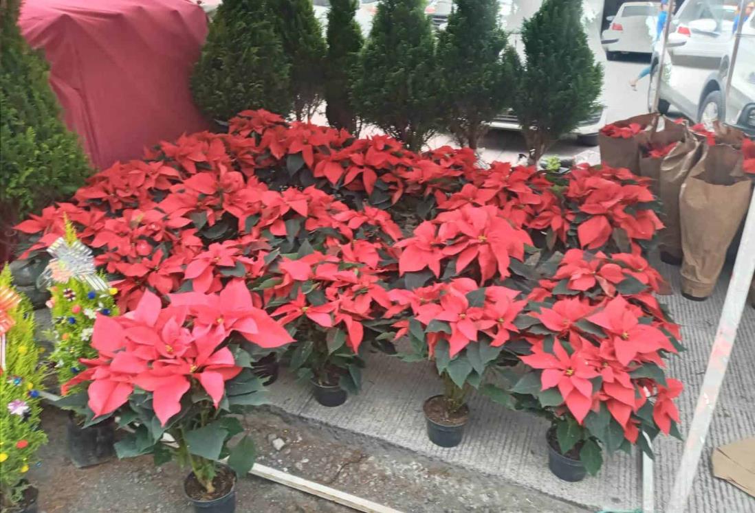 Promueven las flores de Nochebuena en la zona de mercados de Veracruz