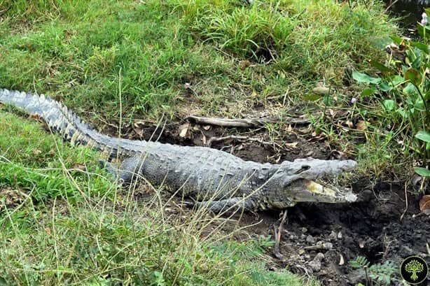 Está libre el cocodrilo capturado en Medellín de Bravo, Veracruz