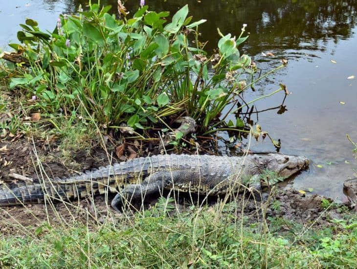 Está libre el cocodrilo capturado en Medellín de Bravo, Veracruz