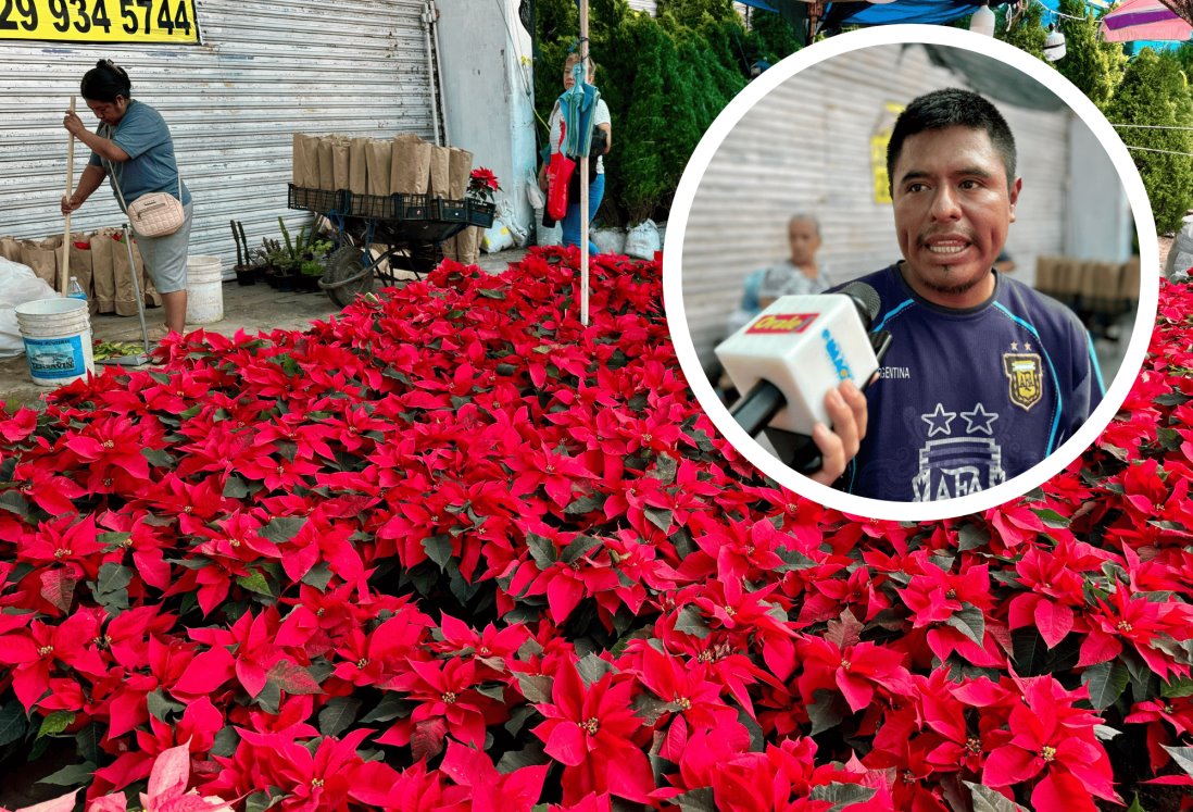 Vendedores de flores de nochebuena registran buenas ventas previo a temporada navideña