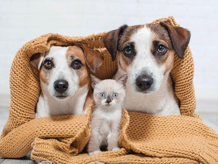 5 tips para que tu mascota no sufra por las bajas temperaturas