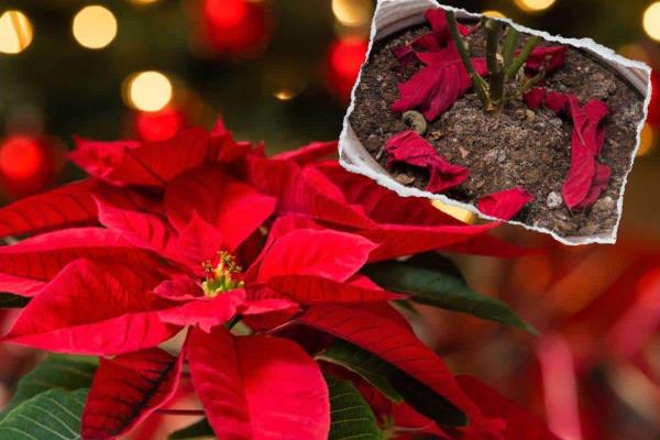¡Que no se marchite tu nochebuena! Así debes cuidarla para que dure más ¡Que no se marchite tu nochebuena! Así debes cuidarla para que dure más