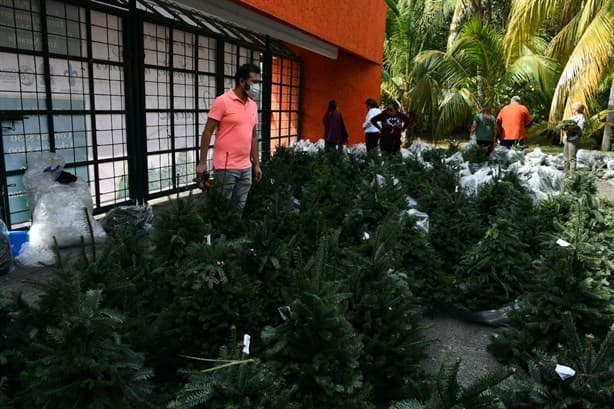 Para proteger un bosque comunidad de artesanos vende pinos navideños en la UV