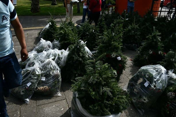 Para proteger un bosque comunidad de artesanos vende pinos navideños en la UV