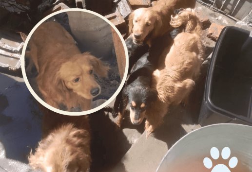 Animalistas rescatan 20 perros de un domicilio de Orizaba, invitan a adoptarlos