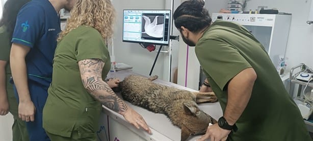 Muere coyote atropellado en la Riviera Veracruzana