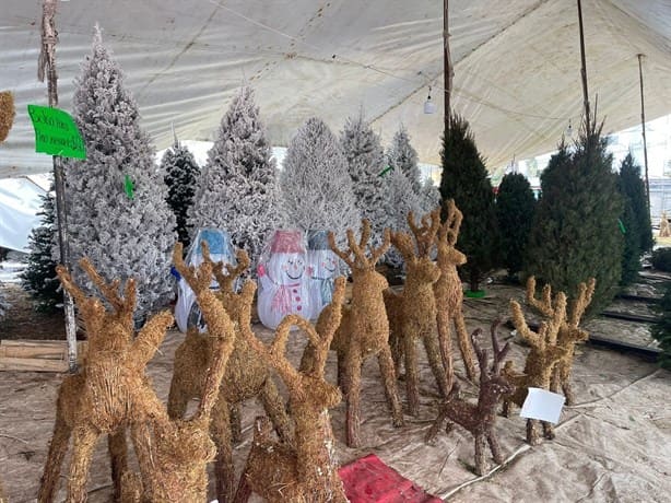 Frentes fríos afectan venta de árboles de Navidad en Boca del Río