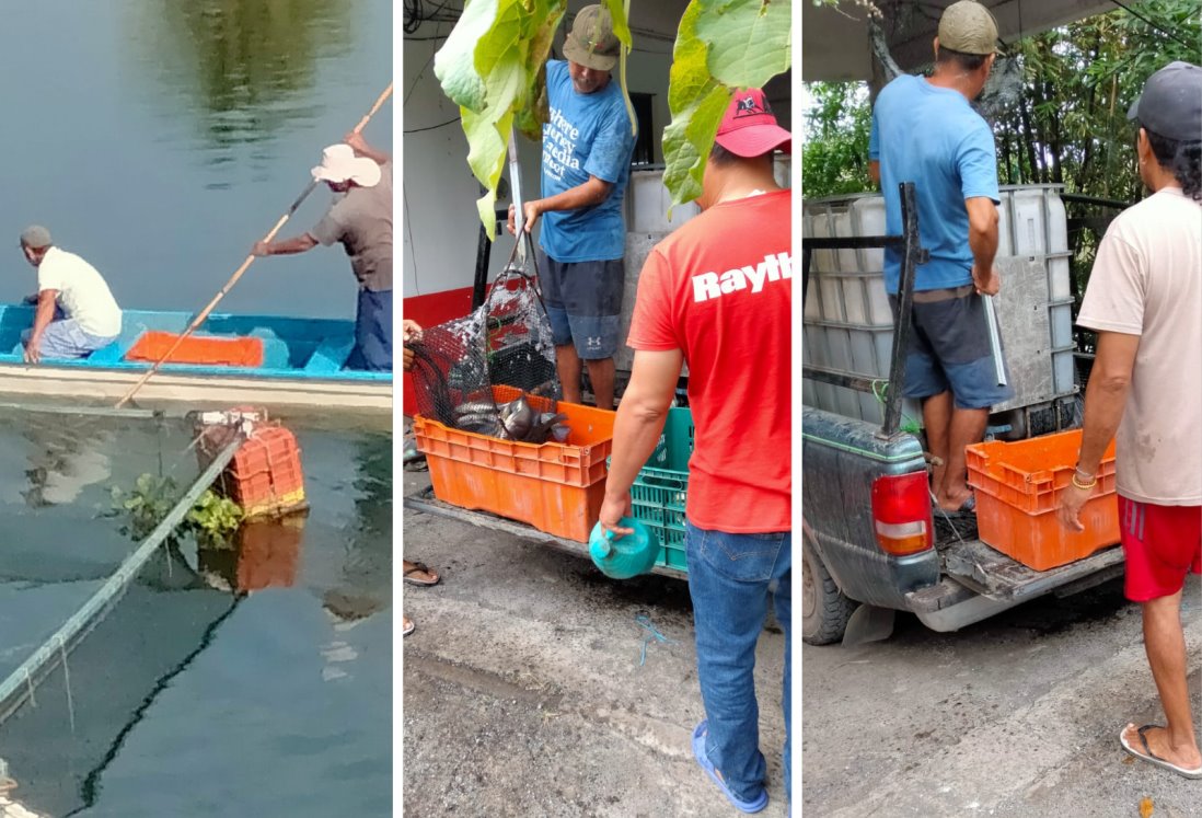 Acusan a ingenios cañeros por mortandad de 40 toneladas de peces en Chachalacas