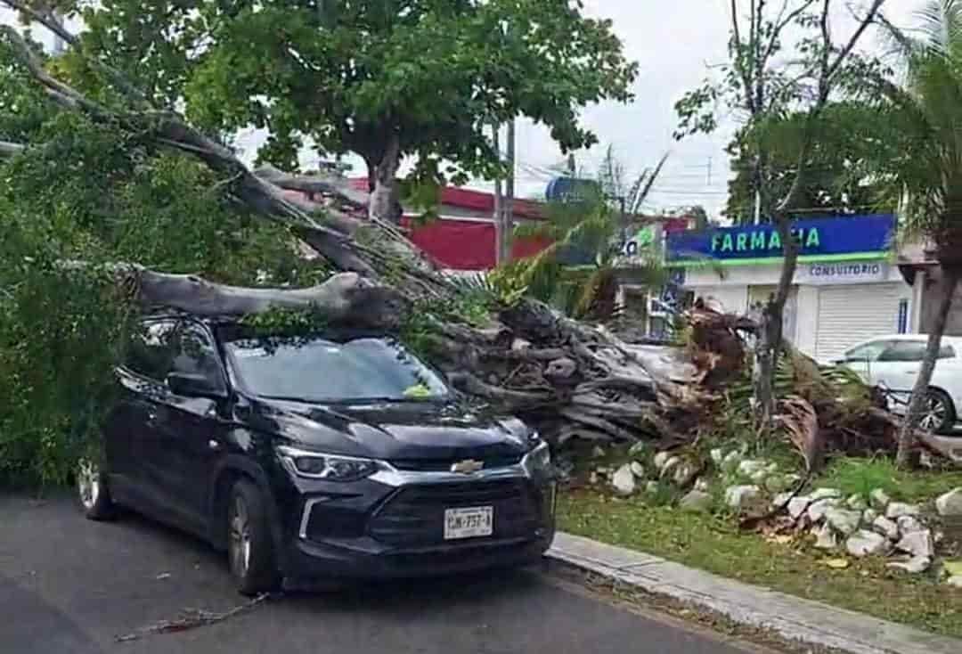 Norte derriba árboles, semáforos, postes y daña autos en Veracruz y Boca del Río