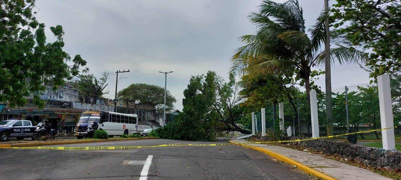 Norte derriba árbol en el parque Reino Mágico bloqueando calle en Veracruz | VIDEO