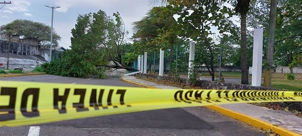 Norte derriba árboles, semáforos, postes y daña autos en Veracruz y Boca del Río