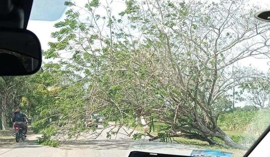 Fuerte norte derriba árboles y domo de escuela de Cosamaloapan