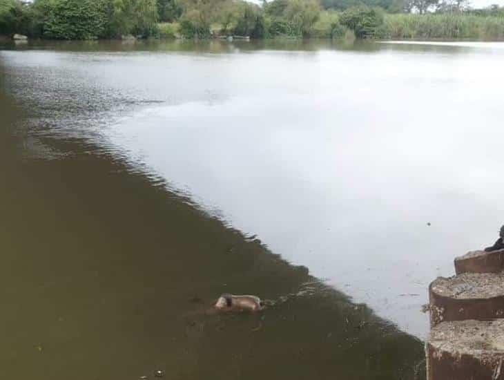 Encuentran a persona sin vida flotando en el Papaloapan