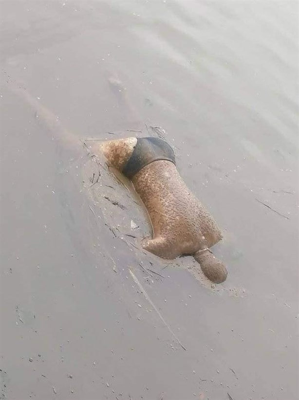 Encuentran a persona sin vida flotando en el Papaloapan