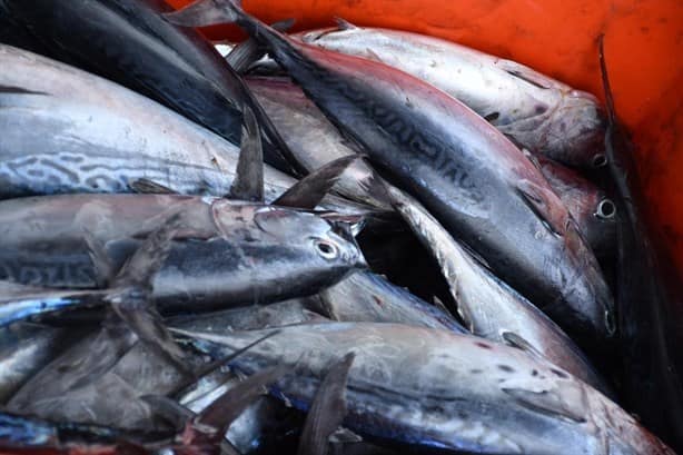 Se registra poca venta de pescados y mariscos en Veracruz