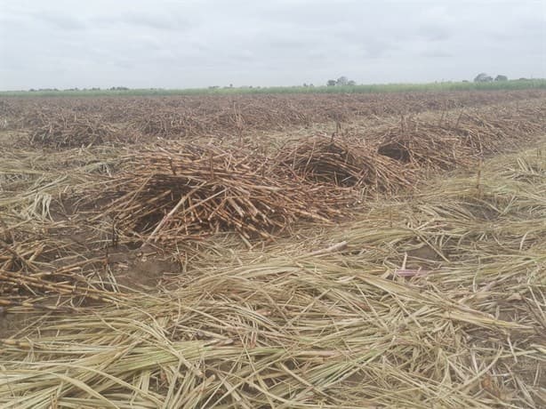 Cañeros del Papaloapan acusan a empresa por atraso en producción del ingenio  San Cristóbal