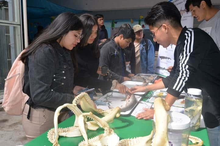 Con fines académicos estudian a tiburones y rayas de costas veracruzanas