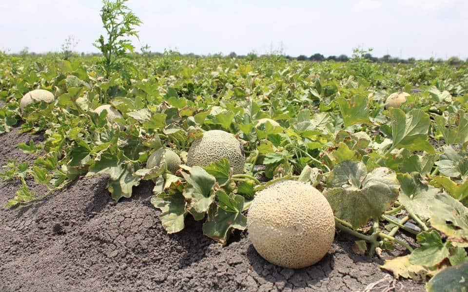 Detectan en Estados Unidos melones con salmonella en México
