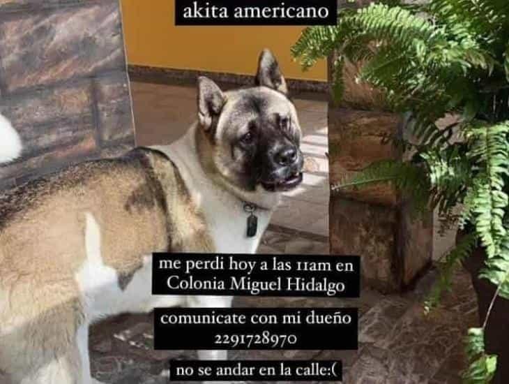 Se pierde perro de Gillian Cr, amiga de Yeri MUA
