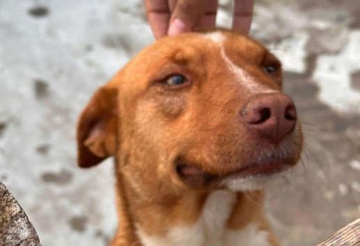 Buscan hogar para perros y gatos rescatados en Orizaba; así los puedes adoptar