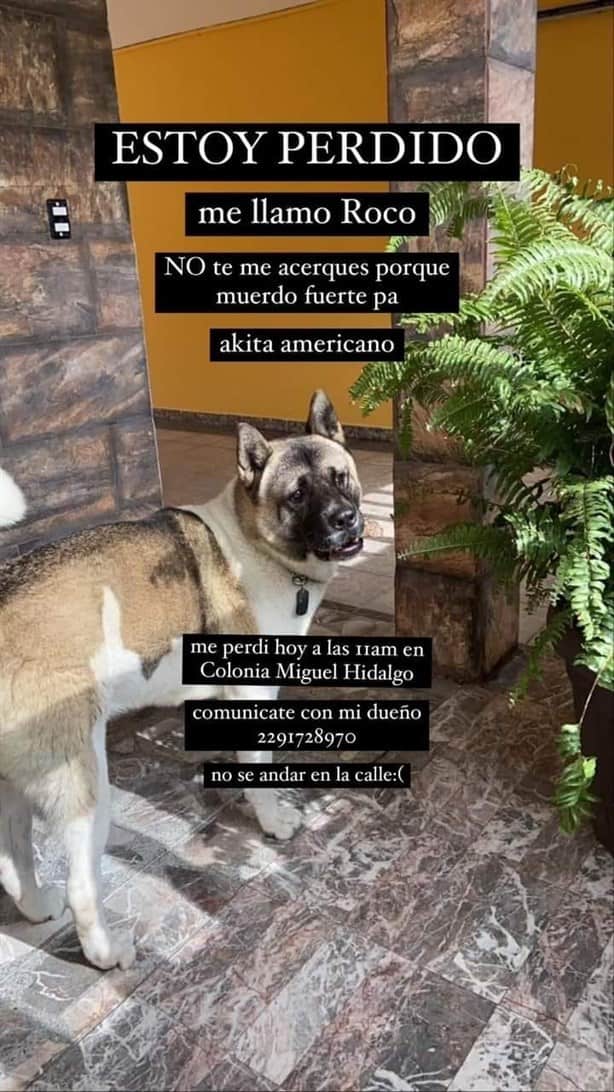 Se pierde perro de Gillian Cr, amiga de Yeri MUA